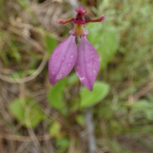 Eriochilus magenteus at Boro, NSW - suppressed