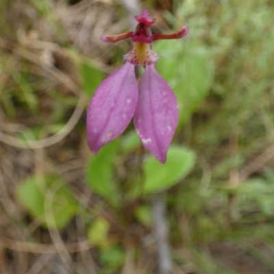 Eriochilus magenteus (Magenta Autumn Orchid) at Boro - 23 Mar 2022 by Paul4K