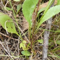 Eriochilus magenteus at Boro, NSW - suppressed