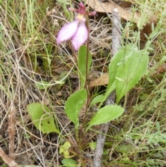 Eriochilus magenteus at Boro, NSW - suppressed