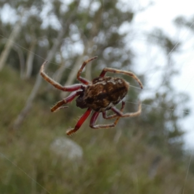 Unidentified Orb-weaving spider (several families) at Borough, NSW - 23 Mar 2022 by Paul4K