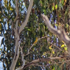 Neophema pulchella (Turquoise Parrot) at Chiltern Valley, VIC - 27 Mar 2022 by Darcy