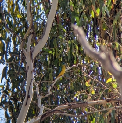 Neophema pulchella (Turquoise Parrot) at Chiltern Valley, VIC - 26 Mar 2022 by Darcy