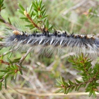 Porela (genus) (A porela moth) at Boro - 23 Mar 2022 by Paul4K