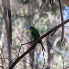 Neophema pulchella (Turquoise Parrot) at Chiltern Valley, VIC - 27 Mar 2022 by Darcy