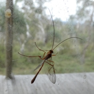 Dicamptus fuscicornis at Boro, NSW - 23 Mar 2022