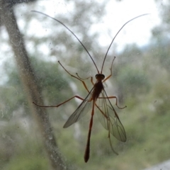 Dicamptus fuscicornis at Boro, NSW - 23 Mar 2022