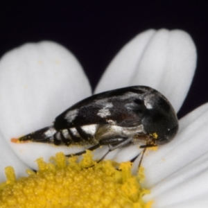 Mordellidae (family) at Melba, ACT - 26 Jan 2022