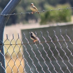 Taeniopygia guttata (Zebra Finch) at Corowa, NSW - 27 Mar 2022 by Darcy