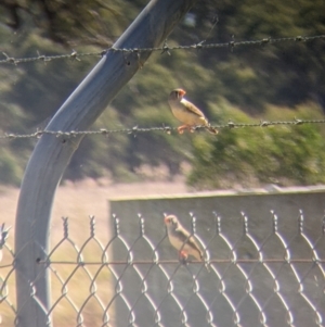 Taeniopygia guttata at Corowa, NSW - 27 Mar 2022