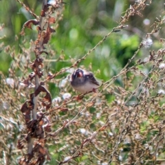 Taeniopygia guttata at Corowa, NSW - 27 Mar 2022