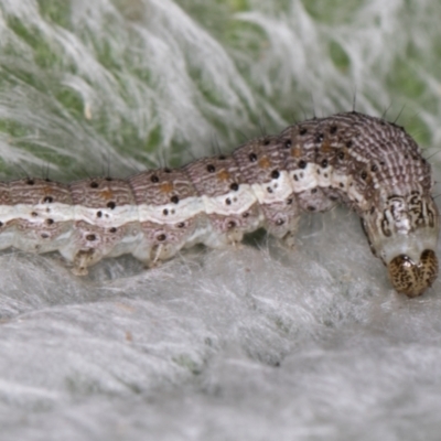 Helicoverpa (genus) (A bollworm) at Melba, ACT - 26 Jan 2022 by kasiaaus