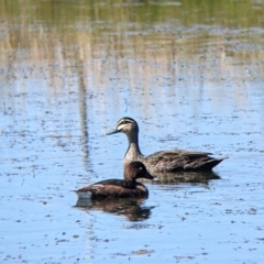 Anas superciliosa at Corowa, NSW - 27 Mar 2022