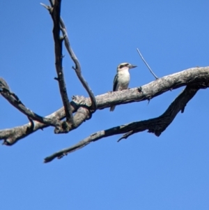 Dacelo novaeguineae at Corowa, NSW - 27 Mar 2022