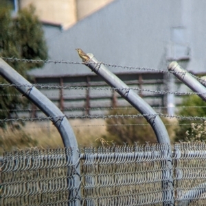 Cisticola exilis at Corowa, NSW - 27 Mar 2022