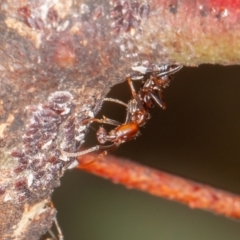 Papyrius sp (undescribed) (Hairy Coconut Ant) at Jerrabomberra, ACT - 25 Mar 2022 by rawshorty