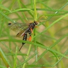 Echthromorpha intricatoria (Cream-spotted Ichneumon) at Kambah, ACT - 26 Mar 2022 by HelenCross