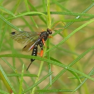 Echthromorpha intricatoria at Kambah, ACT - 27 Mar 2022 10:36 AM