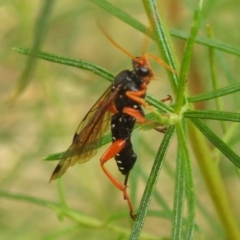 Echthromorpha intricatoria at Kambah, ACT - 27 Mar 2022 10:36 AM