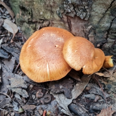 Gymnopilus junonius (Spectacular Rustgill) at Belconnen, ACT - 27 Mar 2022 by Ormaylo