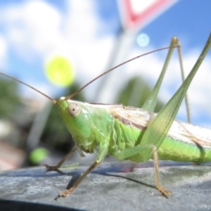 Conocephalus semivittatus at Griffith, ACT - 23 Mar 2022 12:22 PM