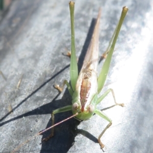 Conocephalus semivittatus at Griffith, ACT - 23 Mar 2022 12:22 PM