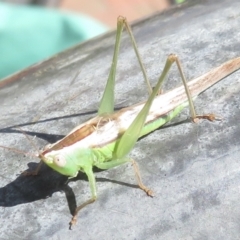 Conocephalus semivittatus at Griffith, ACT - 23 Mar 2022 12:22 PM