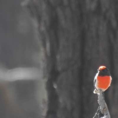 Petroica goodenovii (Red-capped Robin) at West Wyalong, NSW - 15 May 2021 by Liam.m