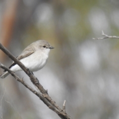 Microeca fascinans (Jacky Winter) at Alleena, NSW - 15 May 2021 by Liam.m