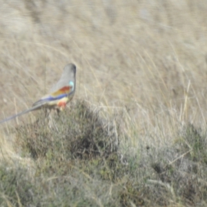 Northiella haematogaster at suppressed - 15 May 2021