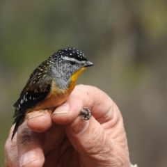 Pardalotus punctatus (Spotted Pardalote) at West Wyalong, NSW - 16 May 2021 by Liam.m