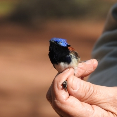 Malurus assimilis (Purple-backed Fairywren) at West Wyalong, NSW - 16 May 2021 by Liam.m