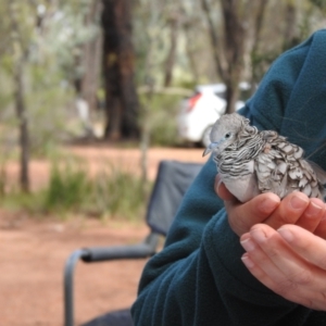 Geopelia placida at West Wyalong, NSW - 16 May 2021