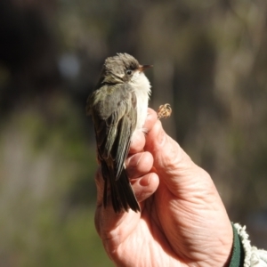 Melithreptus brevirostris at West Wyalong, NSW - 16 May 2021