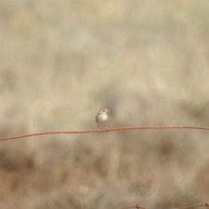 Malurus leucopterus at suppressed - 2 Apr 2021