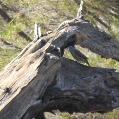 Climacteris picumnus (Brown Treecreeper) at Booroorban, NSW - 3 Apr 2021 by Liam.m
