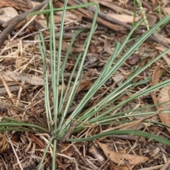 Tragopogon sp. (A Goatsbeard) at Watson, ACT - 27 Mar 2022 by AniseStar