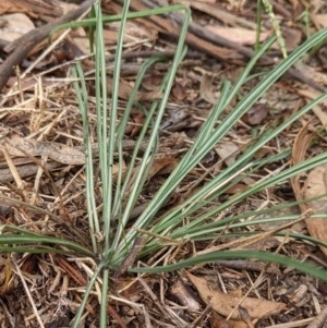 Tragopogon sp. at Watson, ACT - 27 Mar 2022 10:47 AM