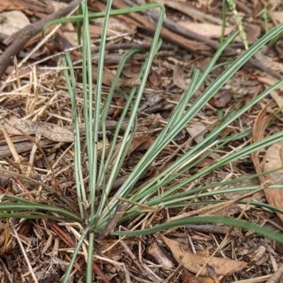 Tragopogon sp. (A Goatsbeard) at Watson, ACT - 27 Mar 2022 by AniseStar