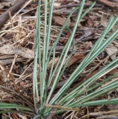 Tragopogon sp. at Watson, ACT - 27 Mar 2022