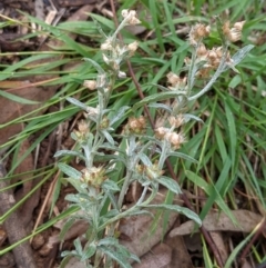 Gamochaeta calviceps (Narrowleaf Purple Everlasting) at Watson, ACT - 27 Mar 2022 by AniseStar