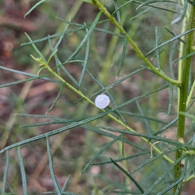 Unidentified Other web-building spider at Watson, ACT - 26 Mar 2022 by AniseStar