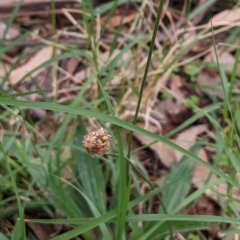 Plantago lanceolata (Ribwort Plantain, Lamb's Tongues) at Watson Green Space - 27 Mar 2022 by AniseStar