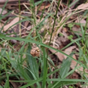 Plantago lanceolata at Watson, ACT - 27 Mar 2022 10:40 AM