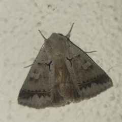 Pantydia sparsa (Noctuid Moth) at Turner, ACT - 27 Mar 2022 by LD12