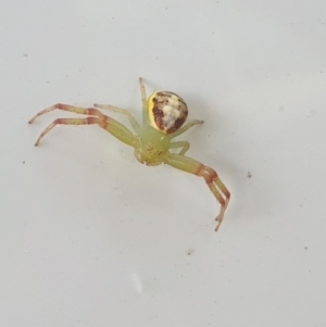 Lehtinelagia multopunctata at Yarralumla, ACT - 27 Mar 2022