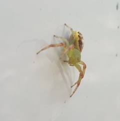 Lehtinelagia multopunctata at Yarralumla, ACT - 27 Mar 2022