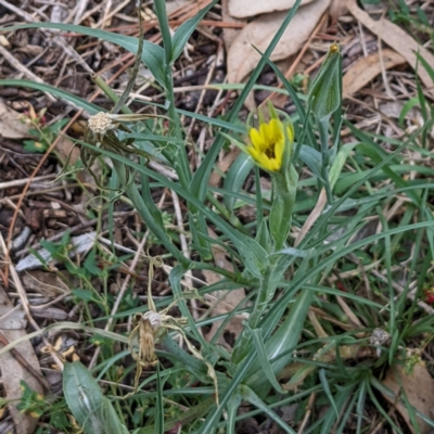 Tragopogon dubius (Goatsbeard) at Watson, ACT - 27 Mar 2022 by AniseStar