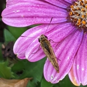 Ocybadistes walkeri at Watson, ACT - 27 Mar 2022