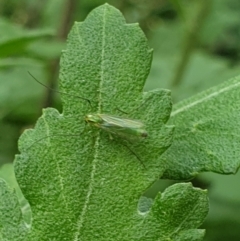 Axarus sp. (genus) (A non-biting midge) at Paddys River, ACT - 26 Mar 2022 by LD12